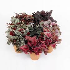 Image result for Бегония Элатиор 12х22 4601887072423