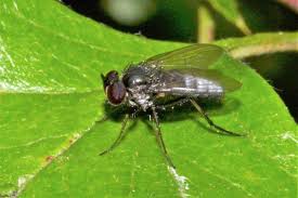 Attēlu rezultāti vaicājumam “Psallus sp. imago”