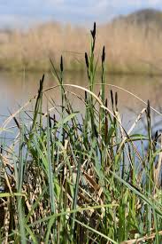 Attēlu rezultāti vaicājumam “Carex acutiformis”