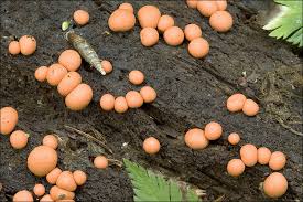 Attēlu rezultāti vaicājumam “Lycogala botrydium macro”