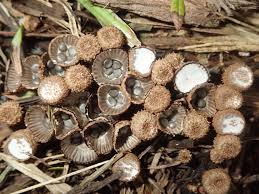 Attēlu rezultāti vaicājumam “Cyathus striatus”