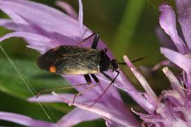 Attēlu rezultāti vaicājumam “Adelphocoris seticornis”