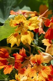 Attēlu rezultāti vaicājumam “Tropaeolum majus flower”