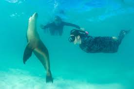 Image result for Wyndley Seals Snorkelling Club
