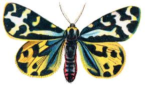 Attēlu rezultāti vaicājumam “Parasemia plantaginis”