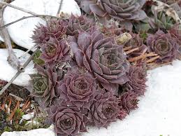 Image result for echtes Hauswurz