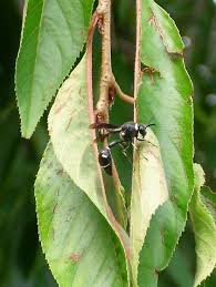 Attēlu rezultāti vaicājumam “Eumenes sp.”