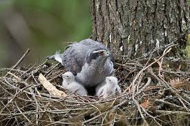 Attēlu rezultāti vaicājumam “Accipiter gentilis nest”