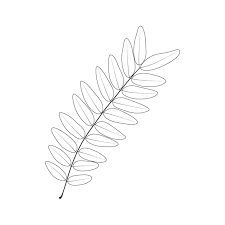 Attēlu rezultāti vaicājumam “Gleditsia triacanthos leaf”