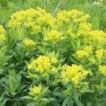 Attēlu rezultāti vaicājumam “Euphorbia palustris fruit”