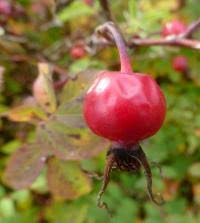 Attēlu rezultāti vaicājumam “Rosa majalis fruit”