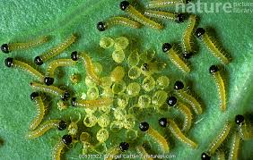 Attēlu rezultāti vaicājumam “Pieris brassicae larva”