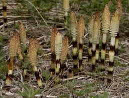 Attēlu rezultāti vaicājumam “Pteropsida”