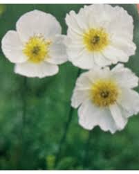 Image result for Alpenmohn