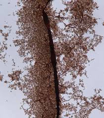 Attēlu rezultāti vaicājumam “Symphytocarpus flaccidus”