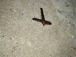 Attēlu rezultāti vaicājumam “Strongylosoma pallipes”