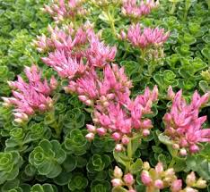 Attēlu rezultāti vaicājumam “Phedimus spurius flower”