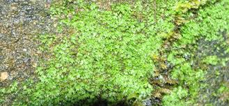 Attēlu rezultāti vaicājumam “Gymnostomum calcareum”