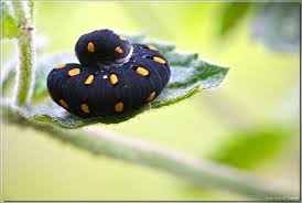 Attēlu rezultāti vaicājumam “Tenthredo campestris female”