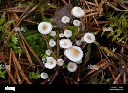 Attēlu rezultāti vaicājumam “Collybia tuberosa”