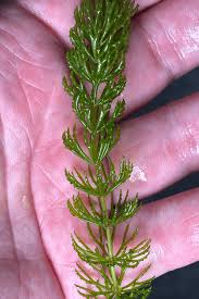 Attēlu rezultāti vaicājumam “Ceratophyllum demersum leaf”