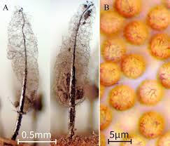 Attēlu rezultāti vaicājumam “Oligonema favogineum young”