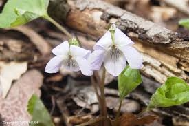 Attēlu rezultāti vaicājumam “Viola mirabilis”