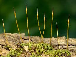 Attēlu rezultāti vaicājumam “Tortula subulata”