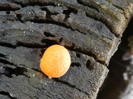 Attēlu rezultāti vaicājumam “Lycogala cf. fossiculatum sessile”