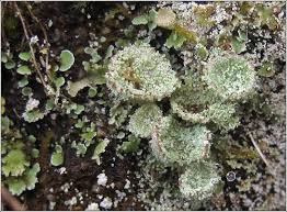 Attēlu rezultāti vaicājumam “Cladonia pyxidata”