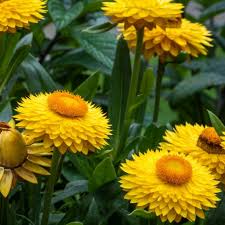 Image result for Helichrysum subulifolium