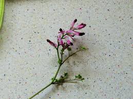 Attēlu rezultāti vaicājumam “Fumaria officinalis flower”