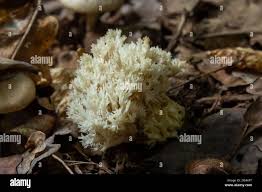 Attēlu rezultāti vaicājumam “Ramariopsis crocea”