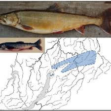 Image result for Salvelinus alpinus taranetzi