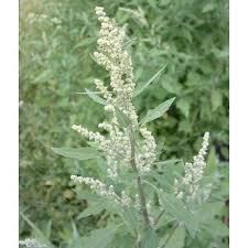 Attēlu rezultāti vaicājumam “Chenopodium acerifolium leaf”