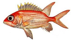 Image result for Holocentrus adscensionis