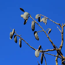 Attēlu rezultāti vaicājumam “Gymnocladus dioicus bud”