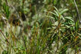Attēlu rezultāti vaicājumam “Carex pauciflora”