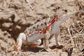 Attēlu rezultāti vaicājumam “Lycogala leopardinum sessile”