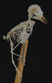 Attēlu rezultāti vaicājumam “Lanius excubitor”