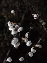 Attēlu rezultāti vaicājumam “Heterotrichia oerstedii (syn. Arcyria oerstedii) spores”