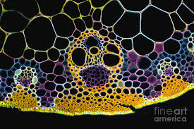 Attēlu rezultāti vaicājumam “Zea mays leaf”