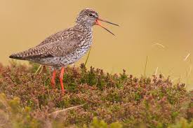 Attēlu rezultāti vaicājumam “Tringa totanus”