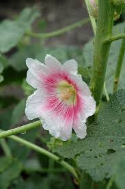 Attēlu rezultāti vaicājumam “Alcea rosea flower”