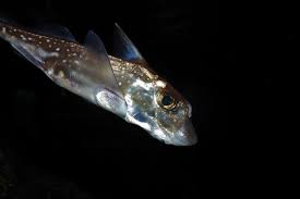 Image result for Hydrolagus colliei