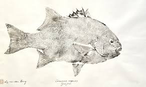 Image result for Pachymetopon grande