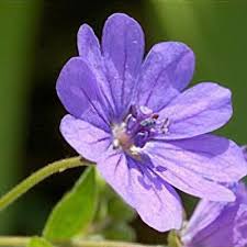 Attēlu rezultāti vaicājumam “Geranium pyrenaicum flower”