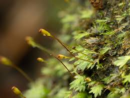 Attēlu rezultāti vaicājumam “Fissidens pusillus”