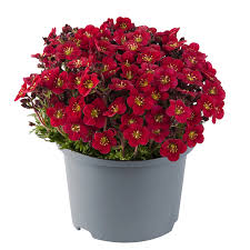 Image result for Steinbrech