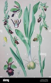 Attēlu rezultāti vaicājumam “Ophrys insectifera”